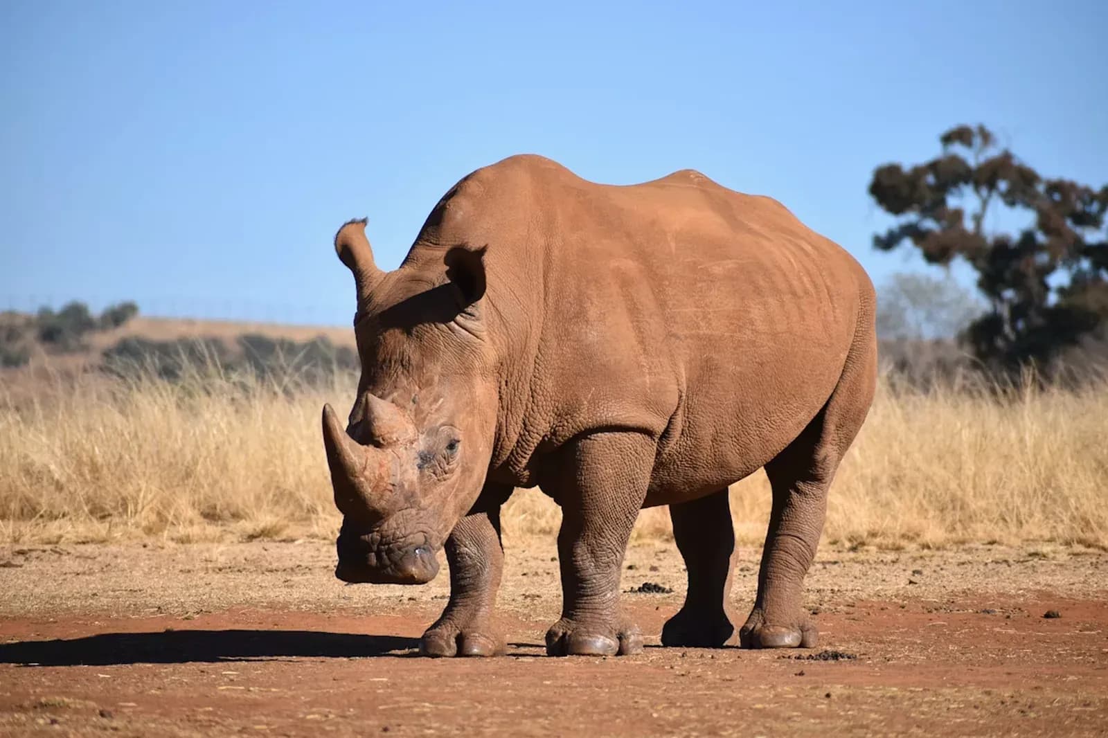 Nashorn bei der Pirschfahrt