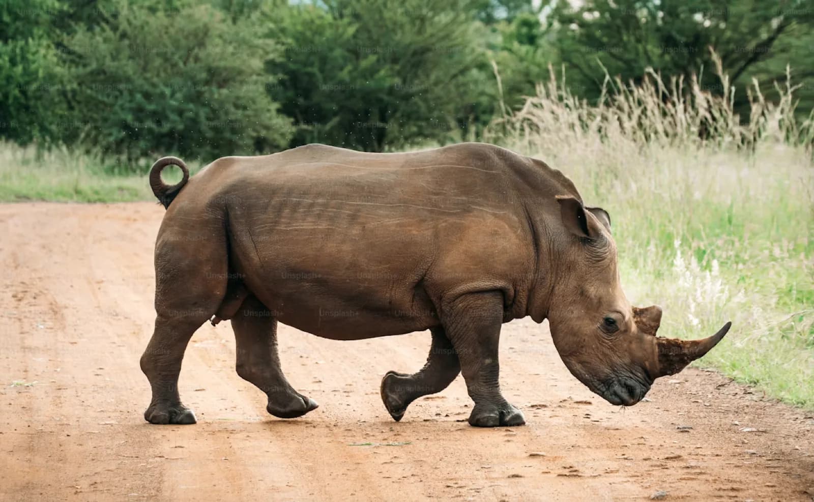 Breitmaulnashorn aus der Nähe
