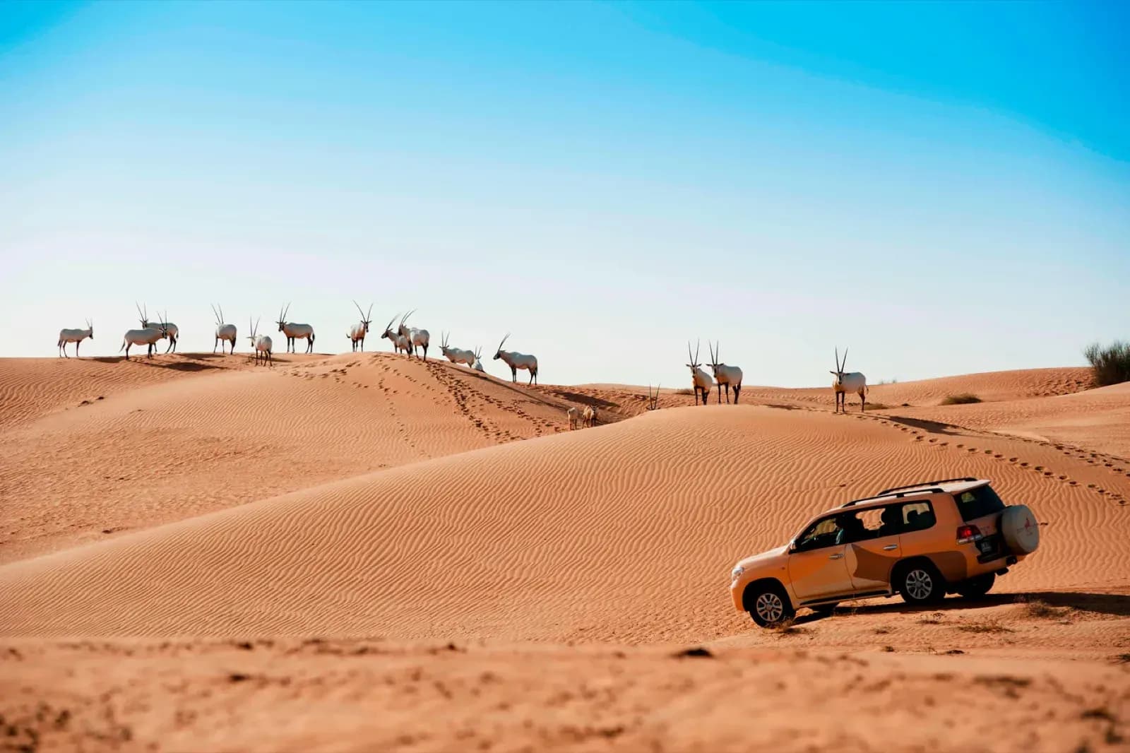 Al Maha – Wüstensafari im Reservat