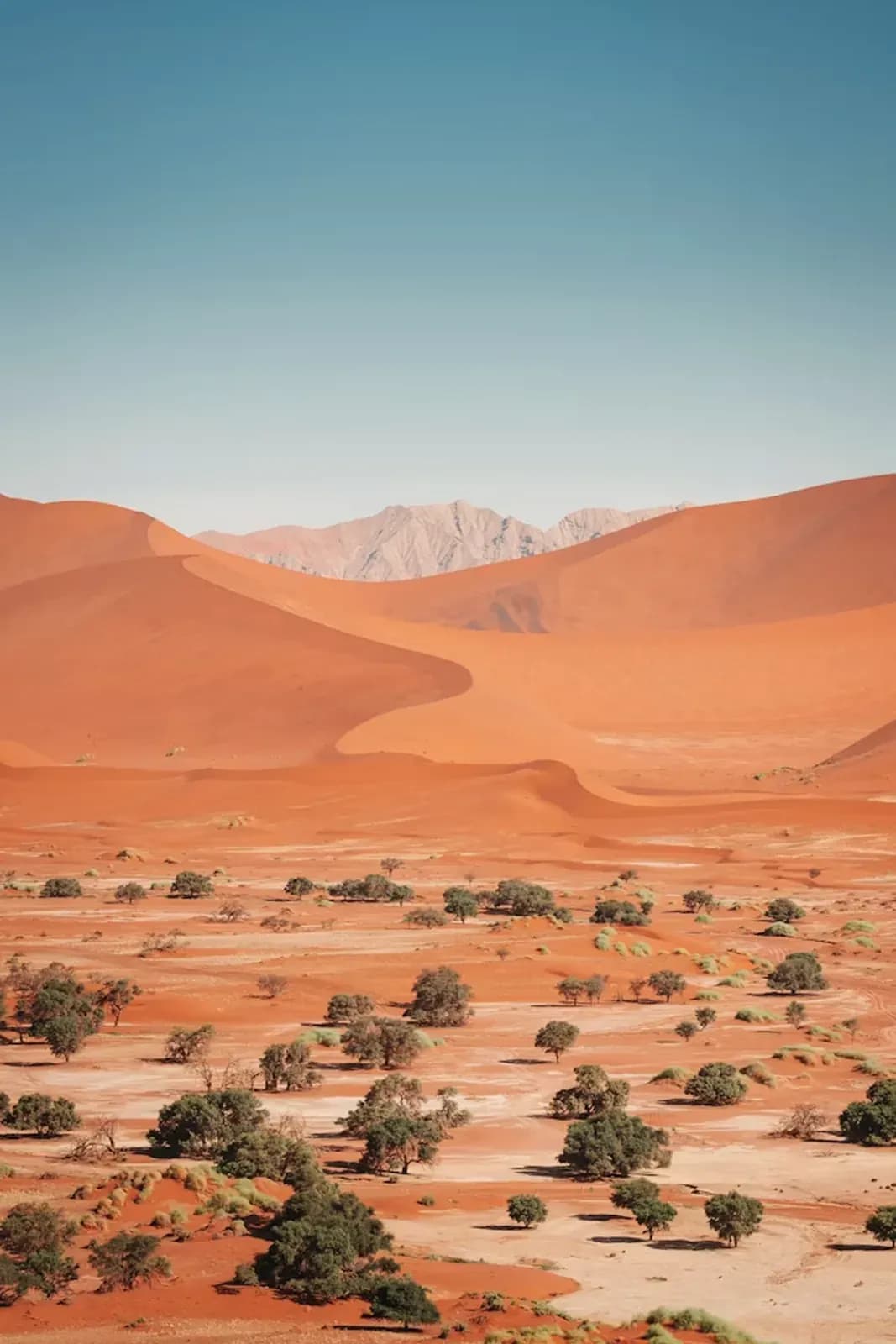 Wüstenlandschaft mit einzelnen Bäumen