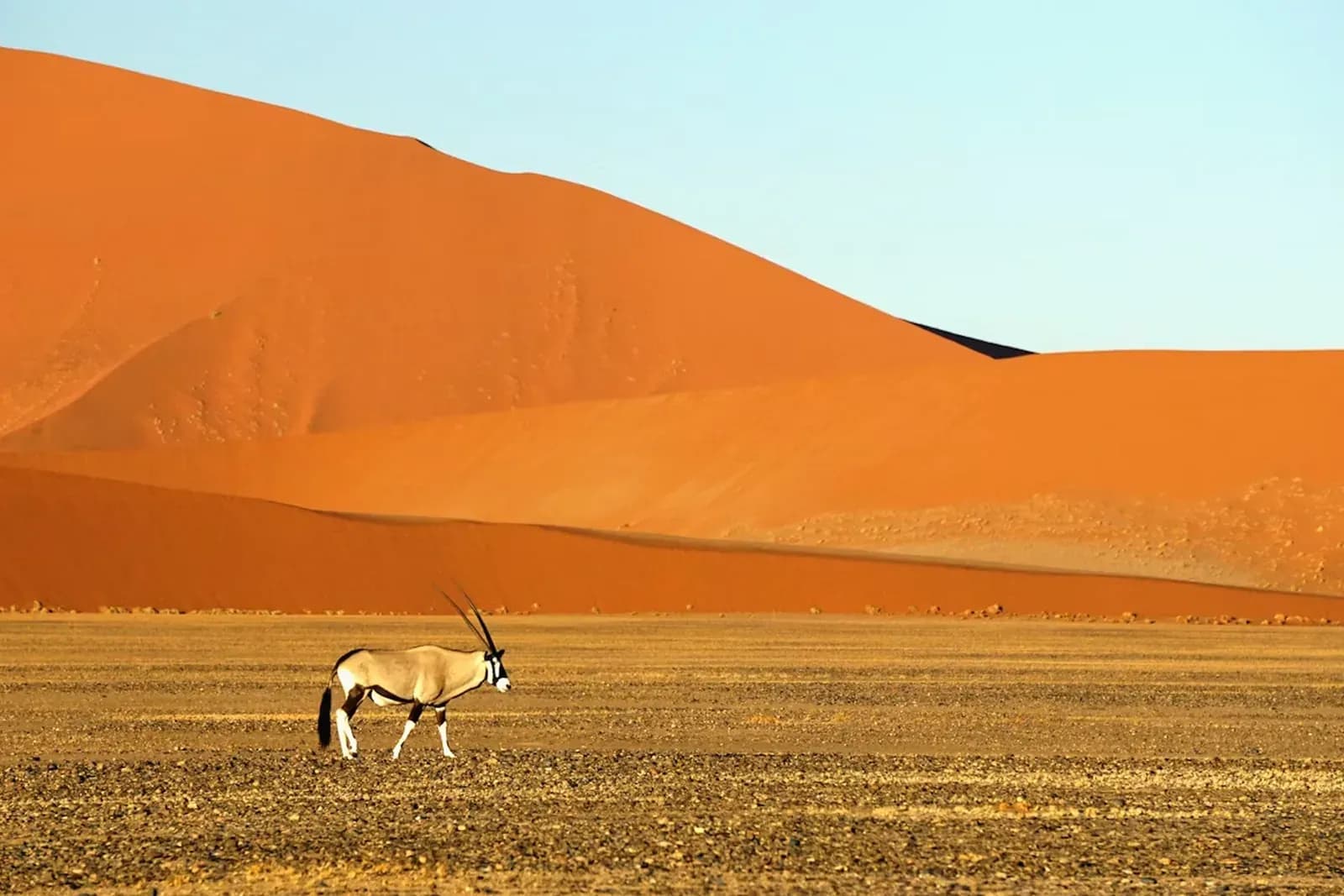 Oryxantilope in der Trockenlandschaft