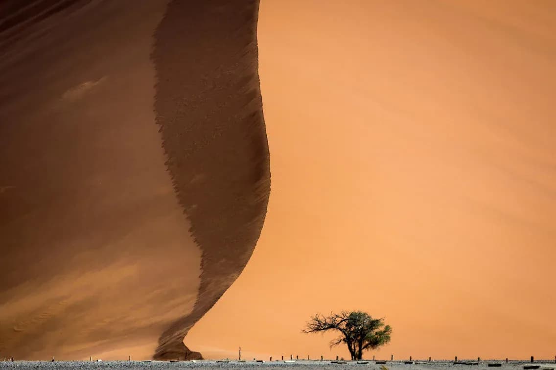 Dünenkamm der Namib mit einzelnem Baum