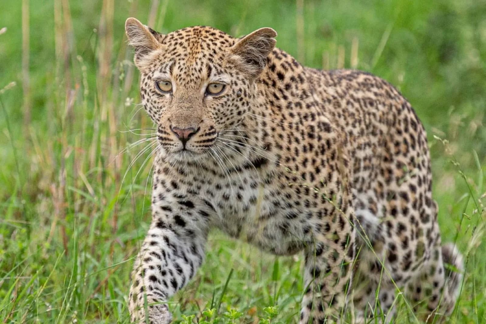 Leopard im Sabi-Sand-Reservat