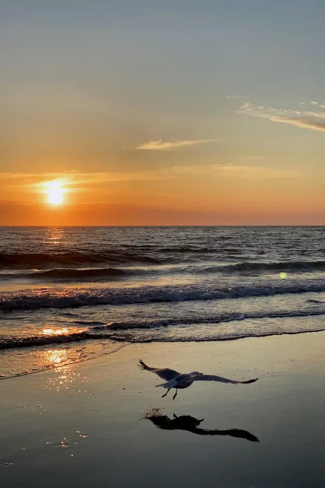 Möwe über dem Strand im Sonnenuntergang