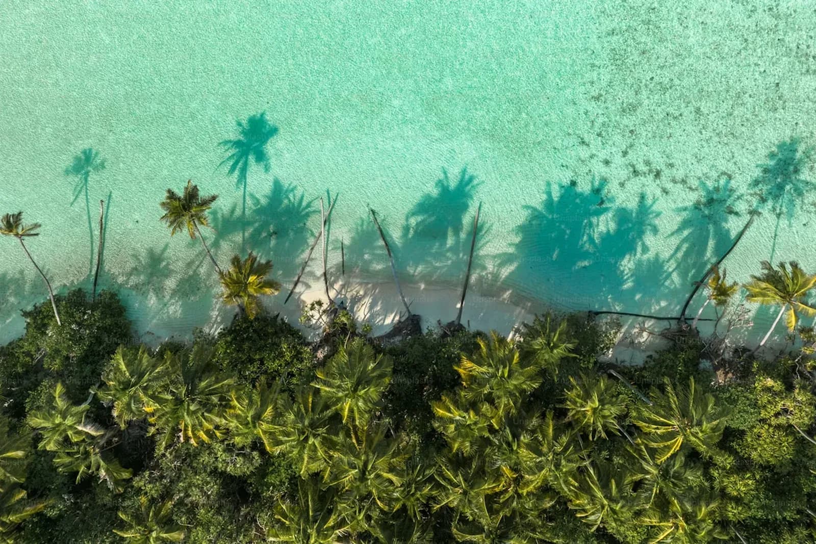 Strand und Palmenschatten auf Eleuthera