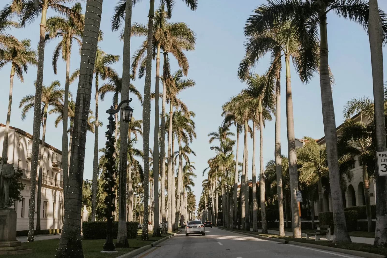 Palmenallee an der Promenade von Tampa